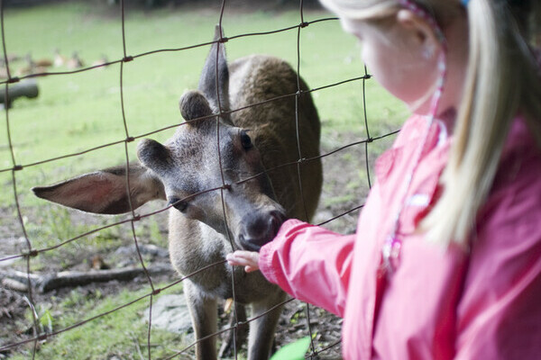 Wildgehege am Bergsee - Bad Säckingen Bildnachweis: Tourismus- und Kulturamt Bad Säckingen