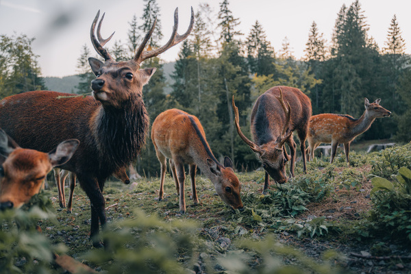 Hirsche im Wildgehege St. Blasien Copyright: (© Hochschwarzwald Tourismus GmbH)