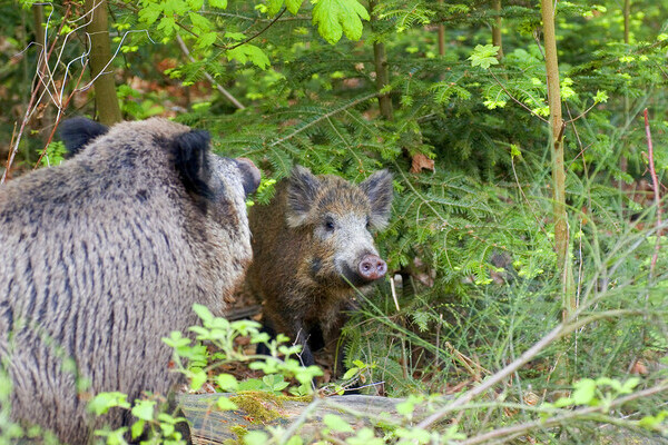 Wildschweine Bildnachweis: © Baden-Baden Kur & Tourismus GmbH